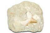 Otodus Shark Tooth Fossil in Rock - Morocco #376141-1